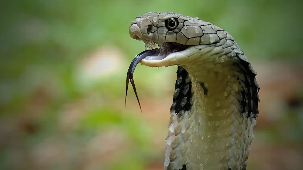 ฝันเห็นงูเห่า แบบนี้ฝันดีหรือไม่ ดูคำทำนายฝันได้ที่นี่